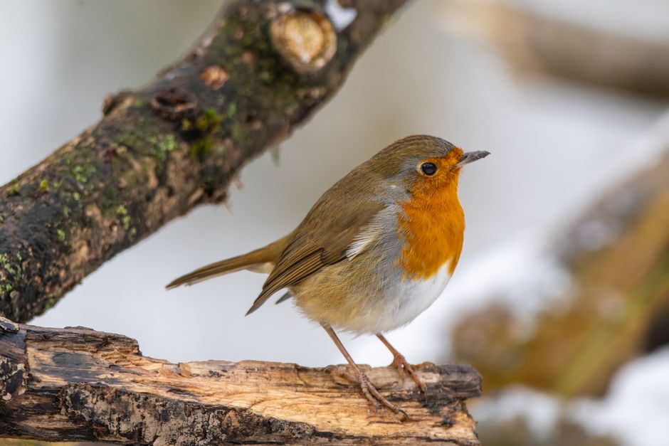 A vibrant European robin resting on a snowy branch, showcasing its orange breast in winter