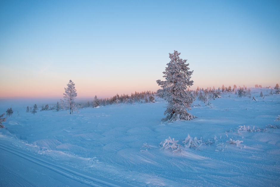 Family Husky Rides in Finland: Bearhill vs Safartica