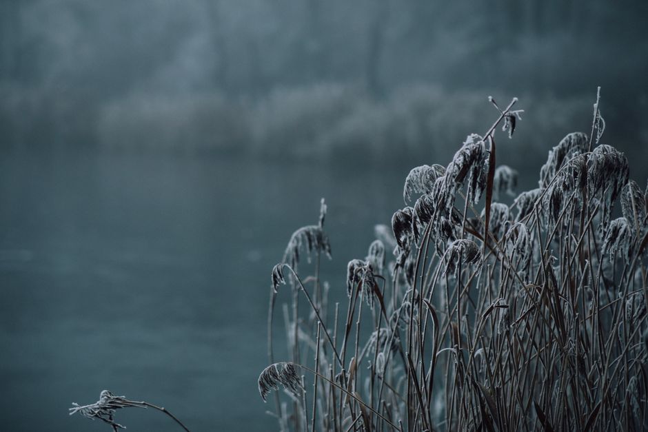 Frosty reeds beside a misty lake on a February morning