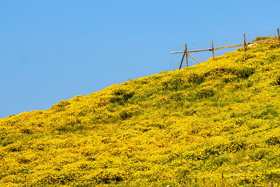 A stunning hillside covered in vibrant yellow wildflowers under a clear blue sky in Cabo da Roca, Portugal.