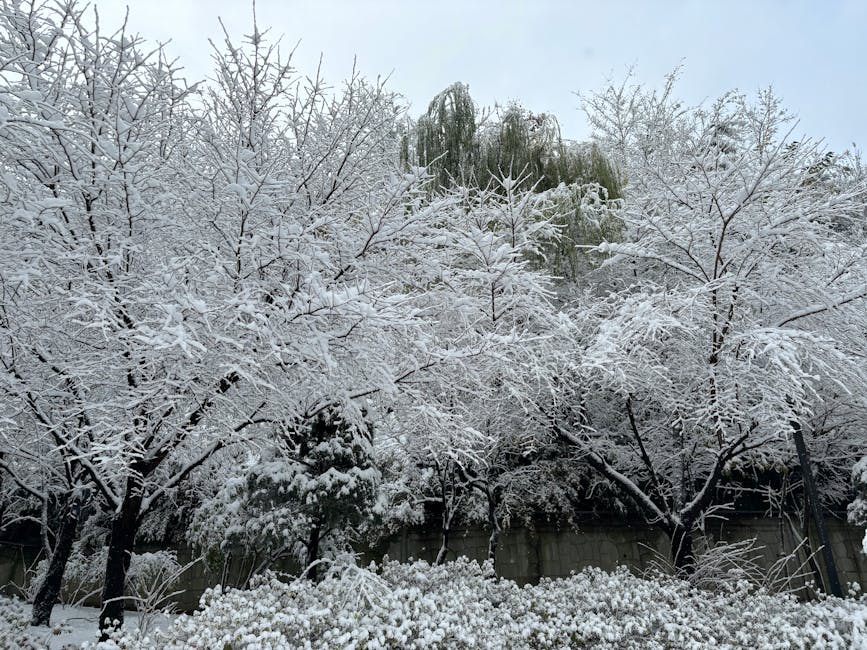 Beautiful snow-covered trees create a serene winter landscape in Seoul, South Korea.