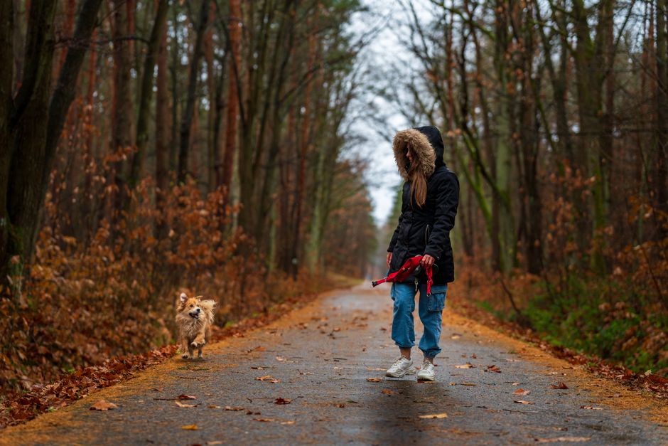 Pet-Friendly Accommodations Road Trips Usa: How to Find Pet-Friendly Accommodations for Road Trips Across the USA