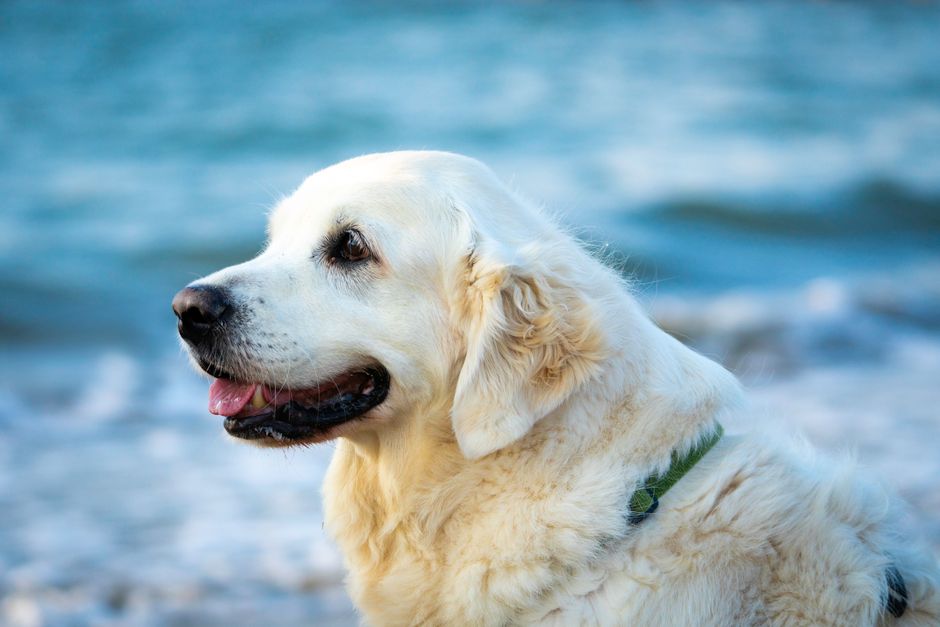 Adorable Golden Retriever at a beach, basking in the sun by the ocean.