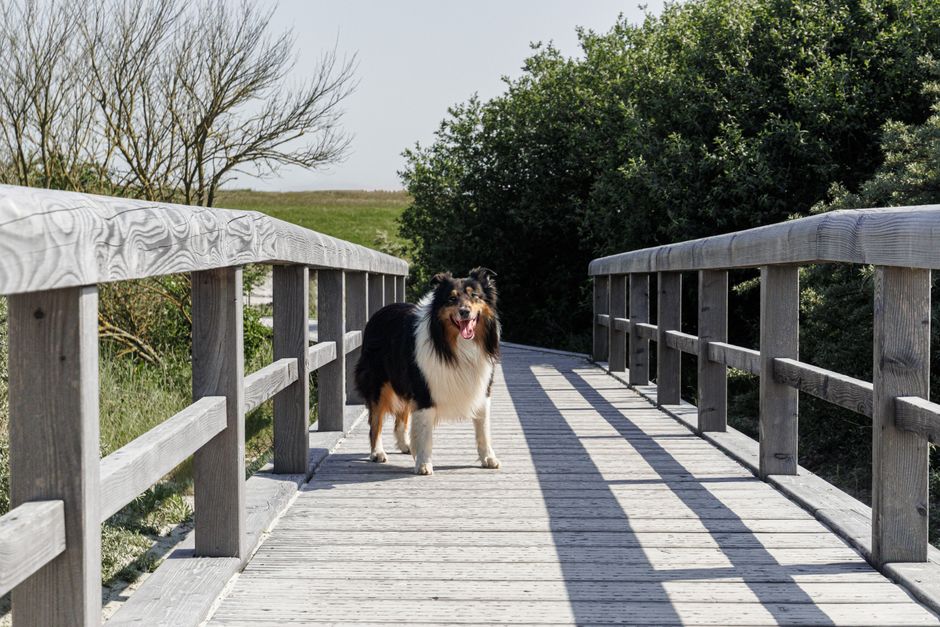 A Rough Collie enjoys a sunny day on a rustic wooden footbridge in a tranquil rural setting.