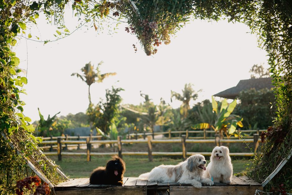 Pet-Friendly Vacation Rentals Major Us Cities: How to Find Pet-Friendly Vacation Rentals in Major US Cities (2026)