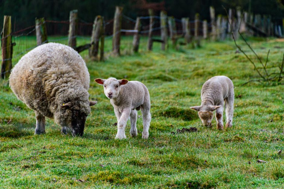 Spring Lambing Farm Visits for Families in England