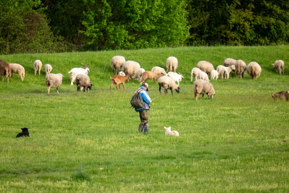A shepherd watches over a flock of sheep and lambs on a lush, green field.
