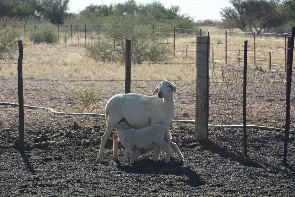 A goat and its young grazing in a sunny fenced pasture, showcasing animal husbandry.