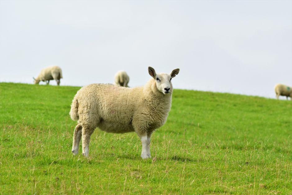 A serene scene of sheep grazing on lush green hills in Wales, UK.