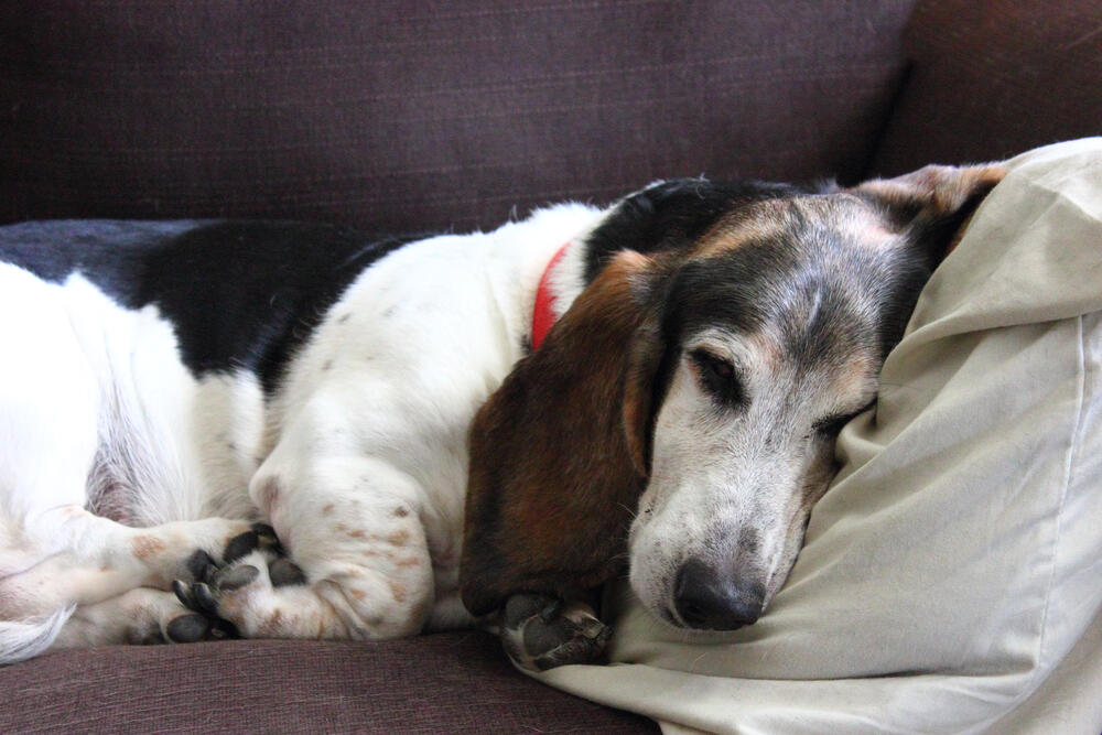 Coping with a Pet’s Terminal Illness: Emotional Support for the Entire Family