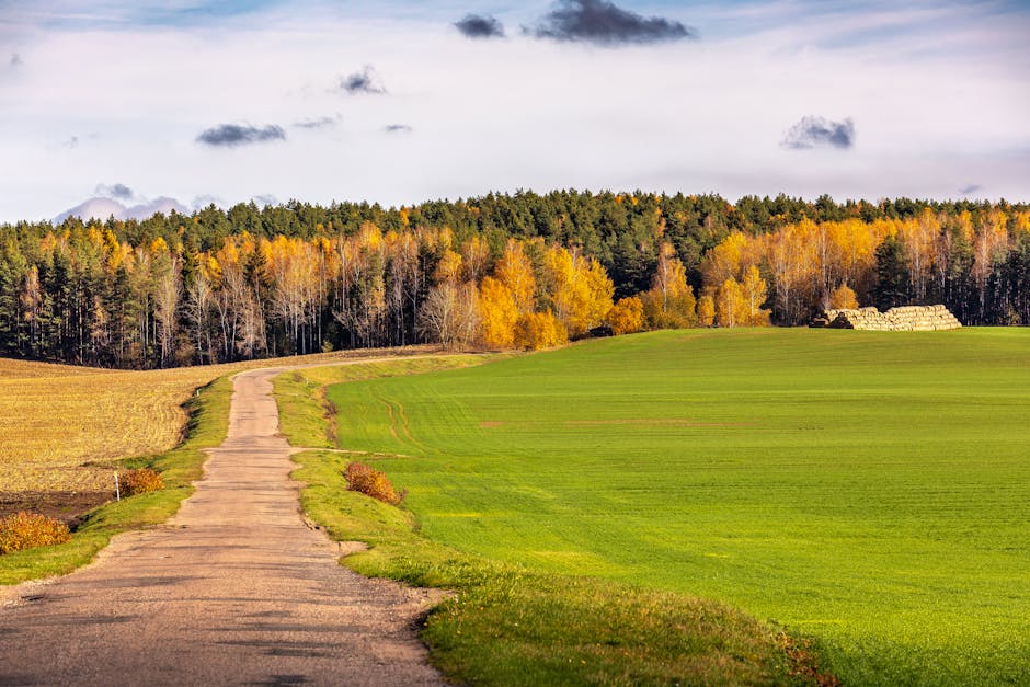 Idyllic rural road winding through vibrant autumn fields leading to a colorful forest.